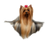 Yorkshire Terrier PNG File