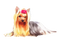 Yorkshire Terrier PNG Free Image