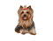 Yorkshire Terrier PNG HD Image