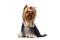 Yorkshire Terrier PNG High Quality Image