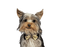 Yorkshire Terrier PNG Image File