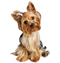 Yorkshire Terrier PNG Image HD