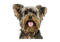 Yorkshire Terrier PNG Image