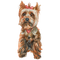 Yorkshire Terrier PNG Images