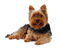 Yorkshire Terrier PNG Photo