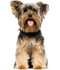 Yorkshire Terrier PNG Pic