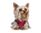 Yorkshire Terrier PNG Transparent HD Photo