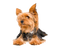 Yorkshire Terrier PNG