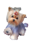 Yorkshire Terrier Puppy PNG Clipart