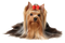 Yorkshire Terrier Puppy PNG Download Image