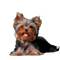 Yorkshire Terrier Puppy PNG File