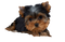 Yorkshire Terrier Puppy PNG Free Download