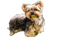 Yorkshire Terrier Puppy PNG High Quality Image