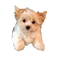 Yorkshire Terrier Puppy PNG Image