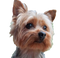 Yorkshire Terrier Puppy PNG Images