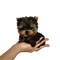 Yorkshire Terrier Puppy PNG Pic