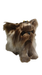 Yorkshire Terrier Puppy PNG Picture