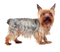 Yorkshire Terrier Transparent