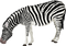 Zebra Free Download PNG