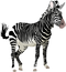 Zebra PNG Clipart