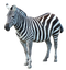 Zebra PNG Image