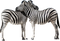 Zebra PNG Picture