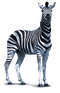 Zebra PNG